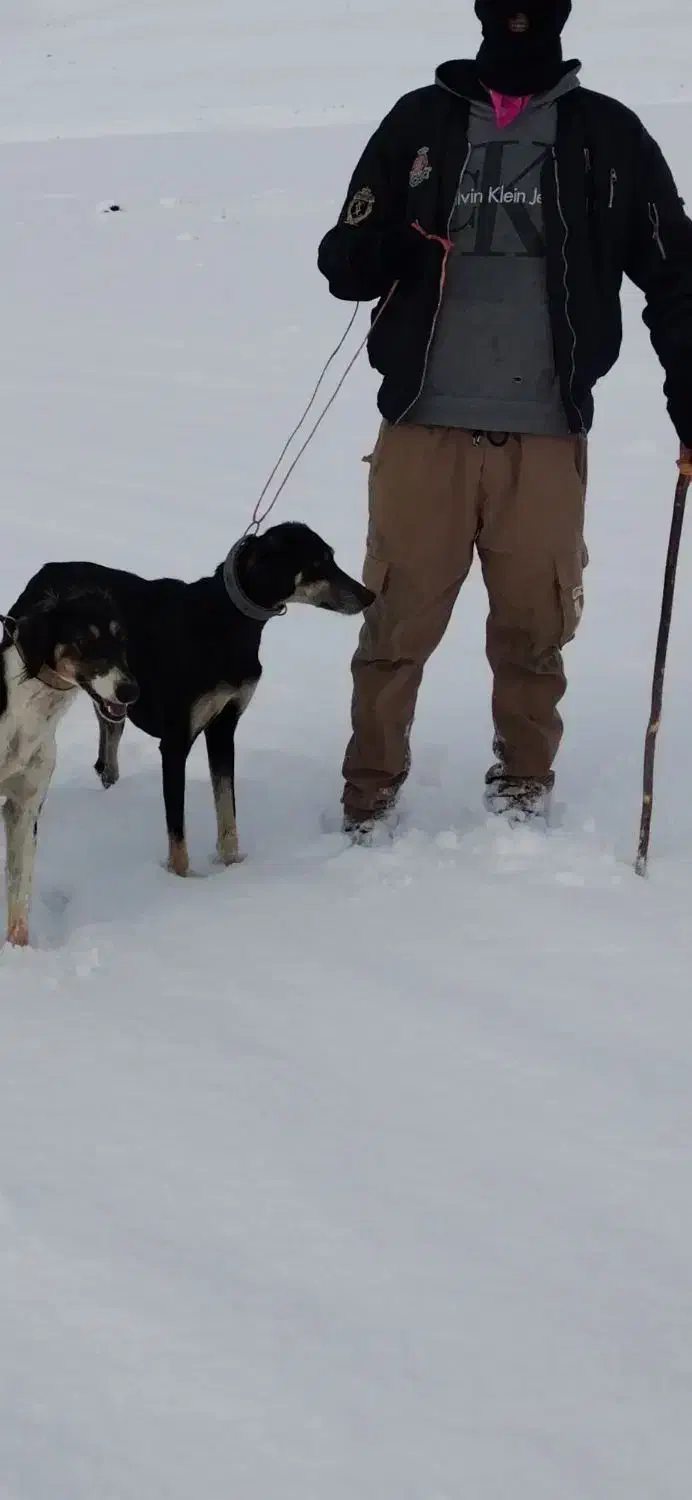 تازی شکاری نر|سگ|بوکان, |دیوار