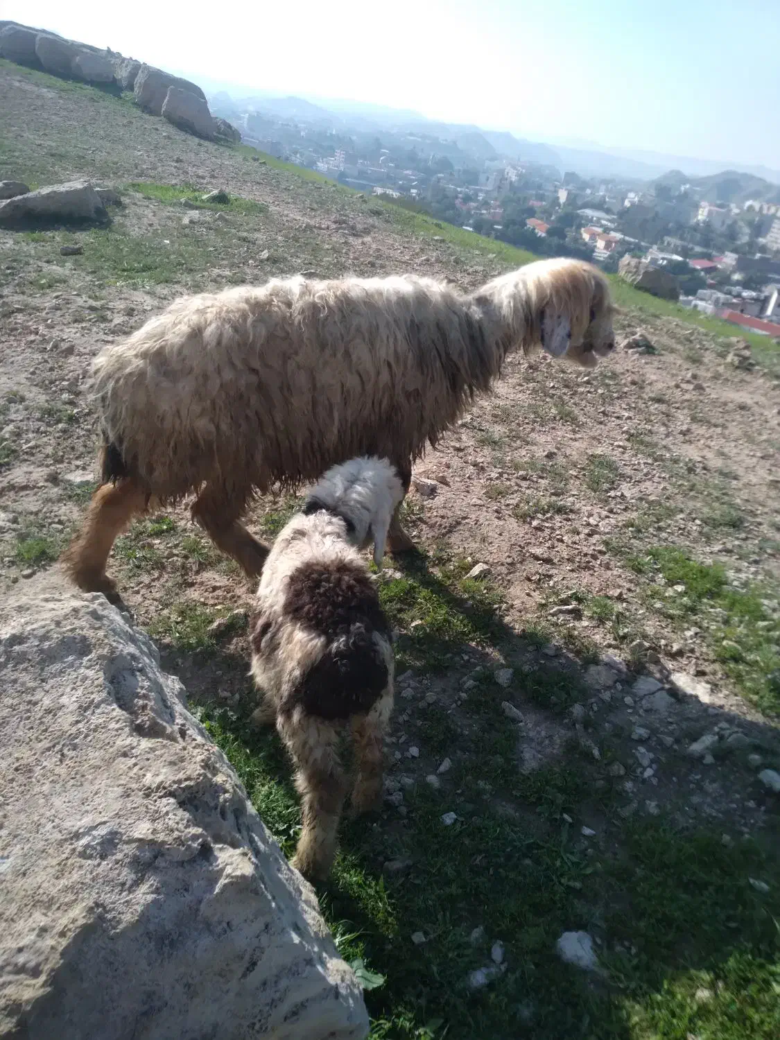 دومیش دوبره|حیوانات مزرعه|مسجد سلیمان, |دیوار