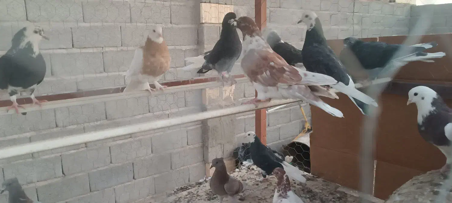 فروشی|پرنده|سیرجان, |دیوار