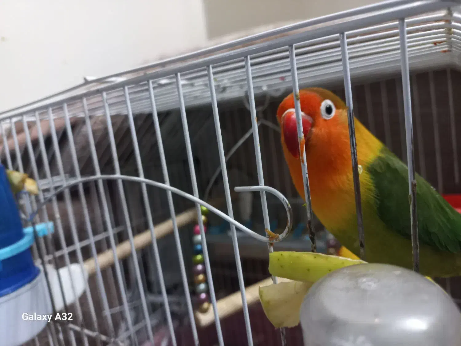 کوتوله ماده|پرنده|اصفهان, وحید|دیوار