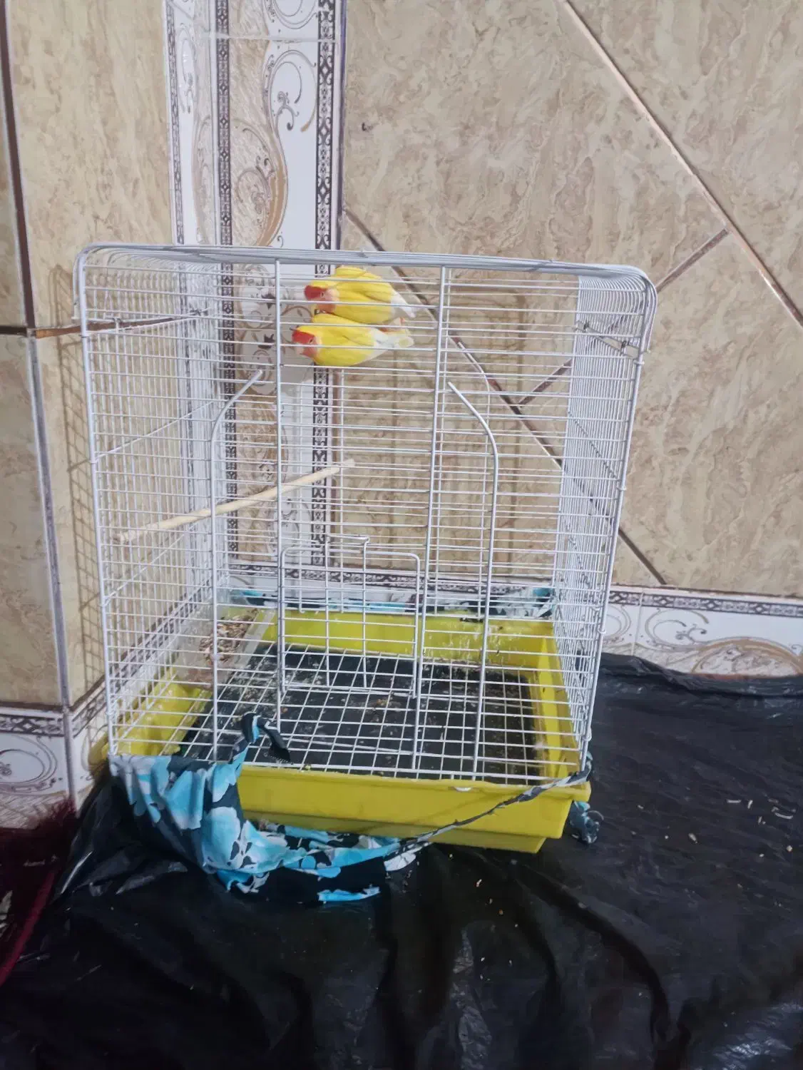 کوتاه برزیلی درجه یک|پرنده|جیرفت, |دیوار