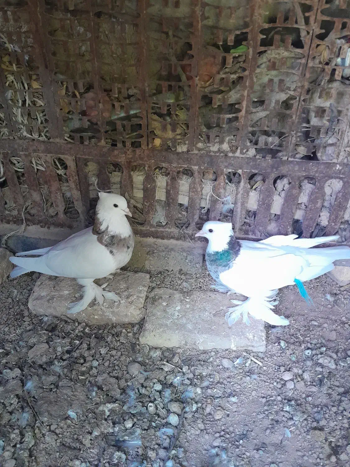 جفت طوقی|پرنده|شهرضا, |دیوار