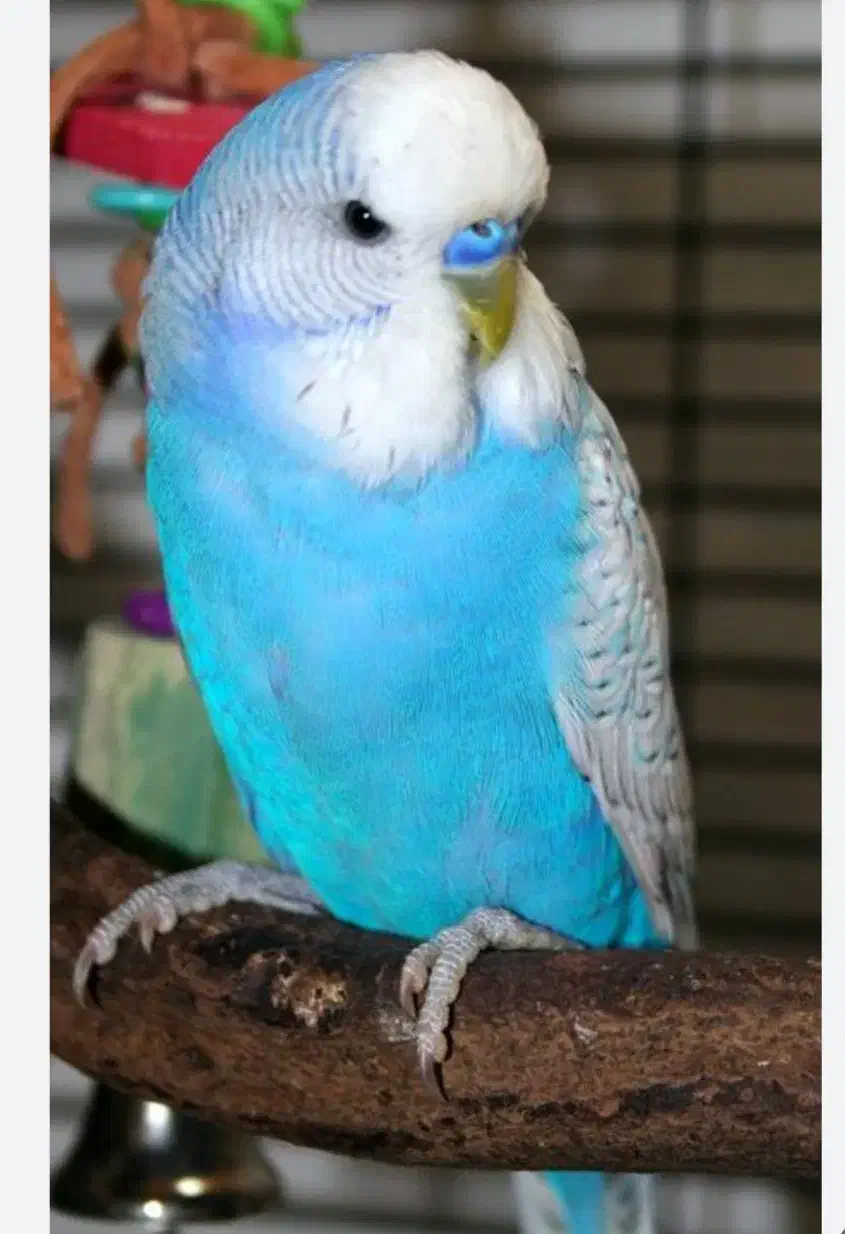 پرنده|پرنده|چغادک, |دیوار