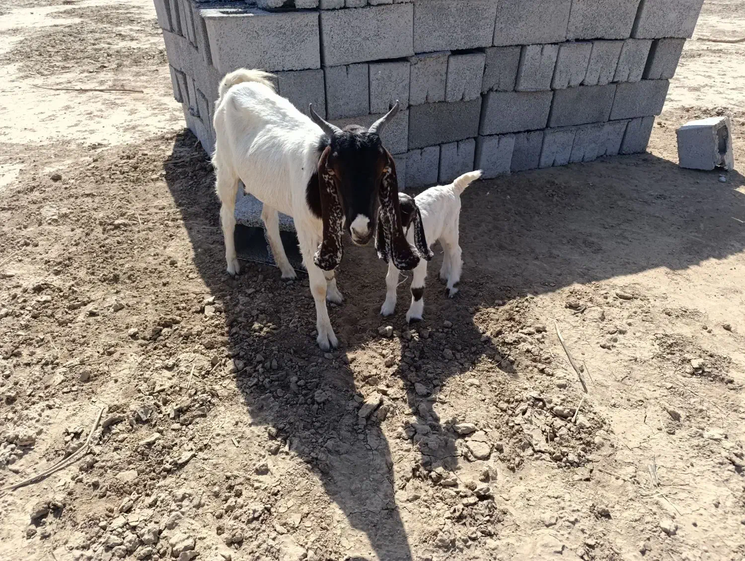 فروش فوری گوسفند|حیوانات مزرعه|جیرفت, |دیوار