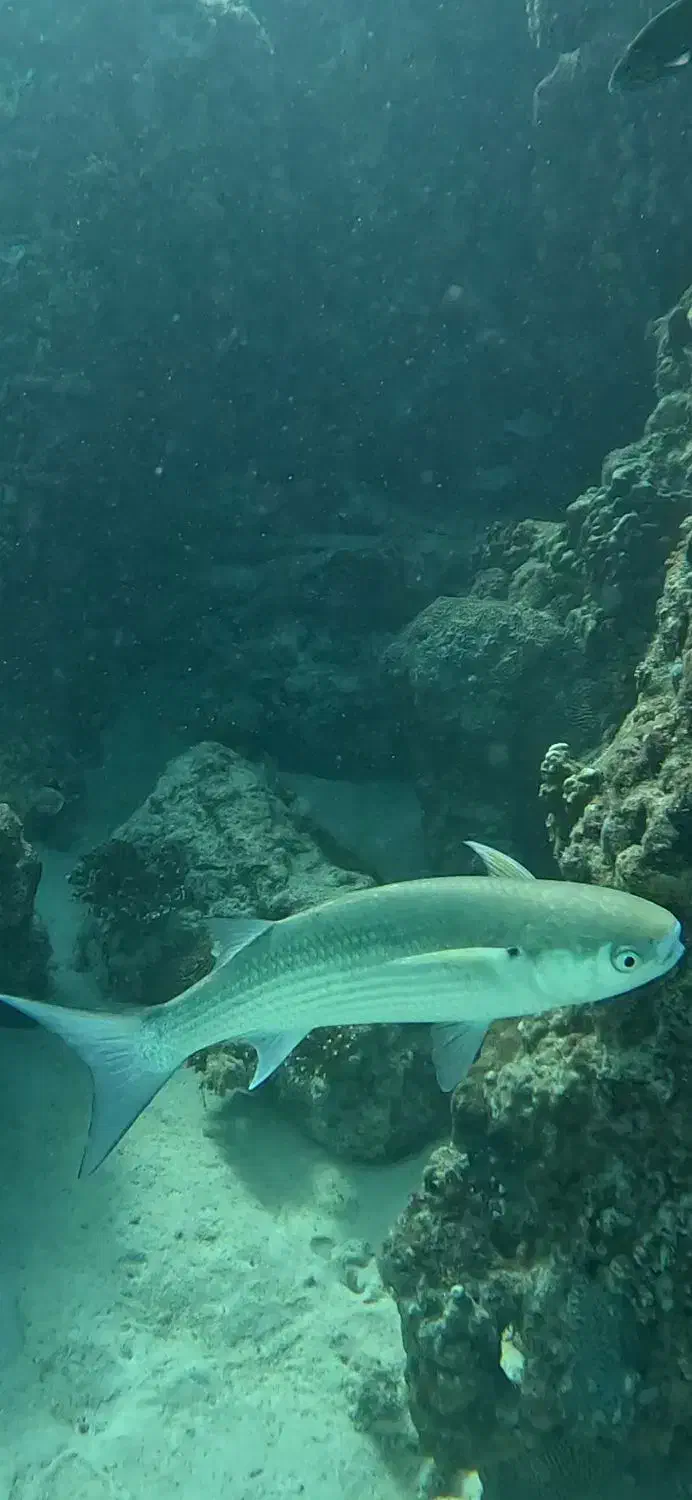 یک عدد ماسک غواصی ارزشمند پیدا شده تماس بگیرید|اشیا|کیش, |دیوار