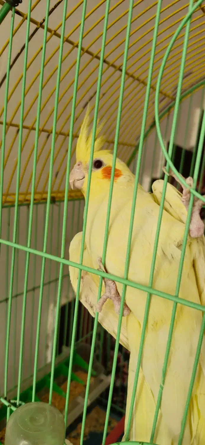 عروس هلندی نر|پرنده|اندیمشک, |دیوار