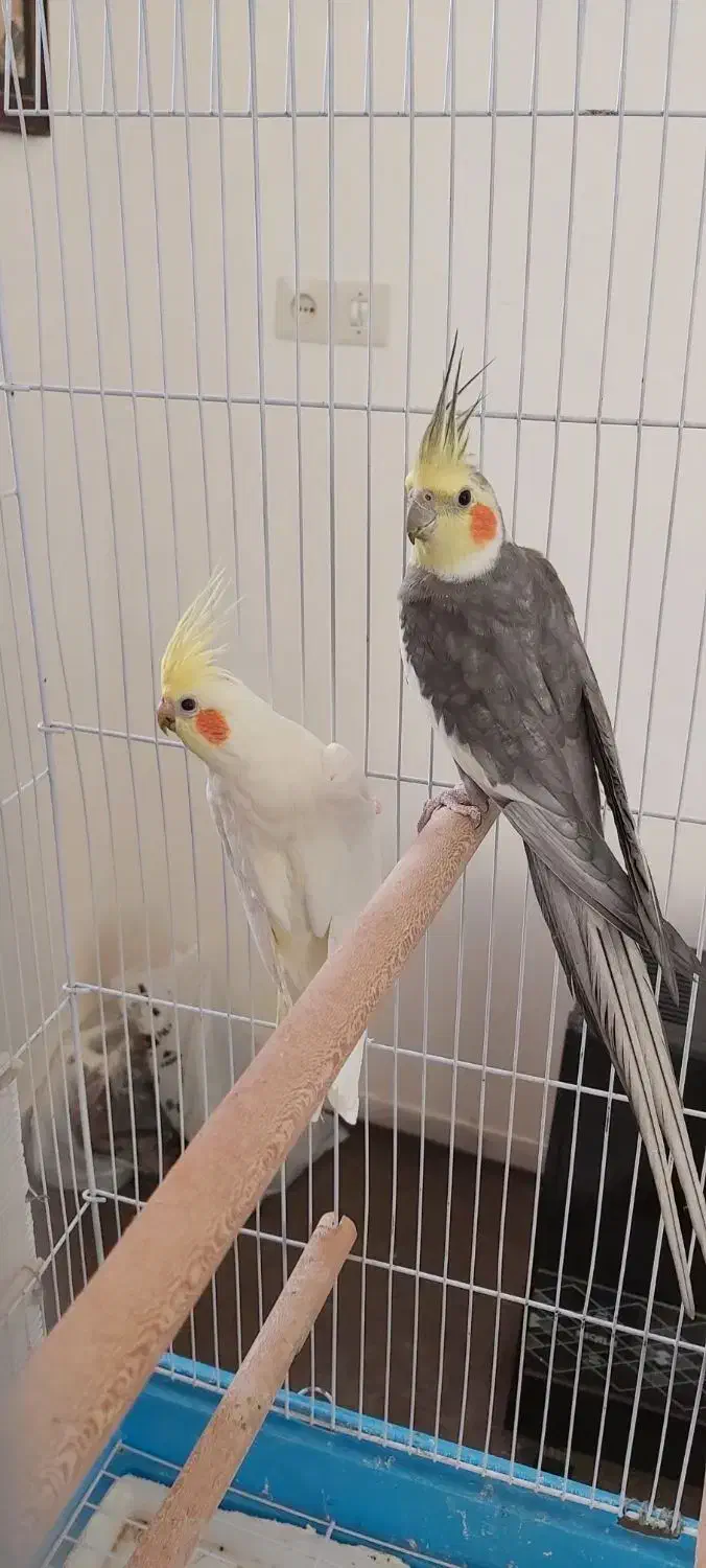 عروس هلندی مولد|پرنده|مرودشت, زنگی آباد|دیوار