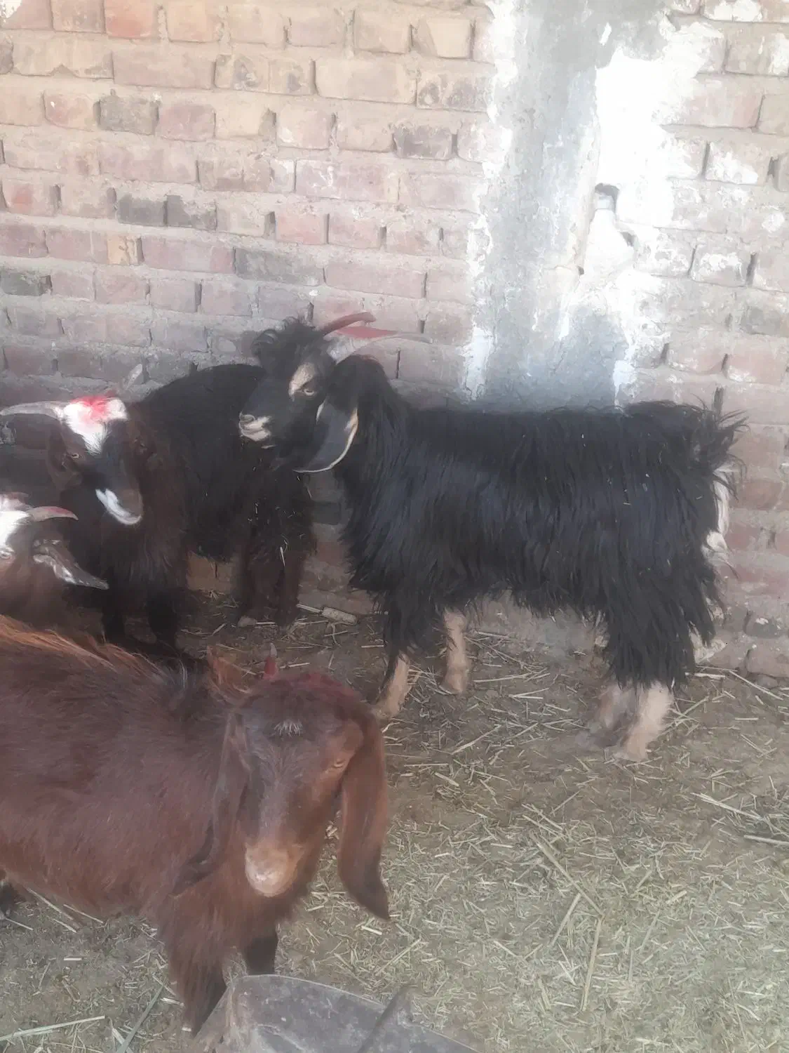 بزغاله چاق|حیوانات مزرعه|زاهدان, |دیوار