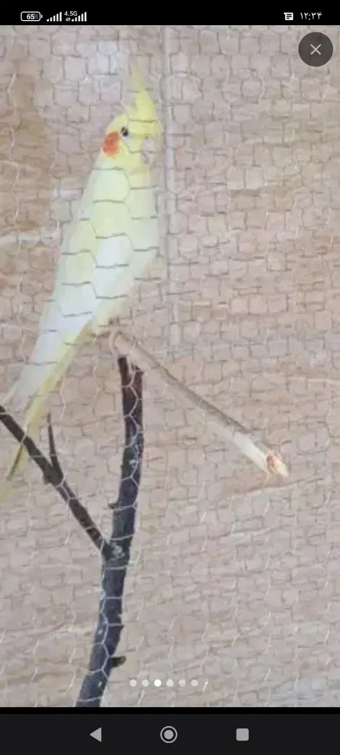 توتی عروس|پرنده|لولمان, |دیوار