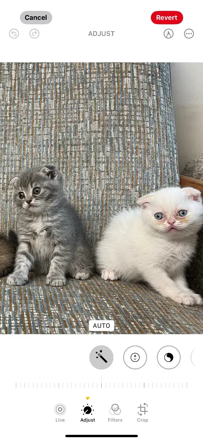 گربه اسکاتیش دوماهه|گربه|تبریز, |دیوار