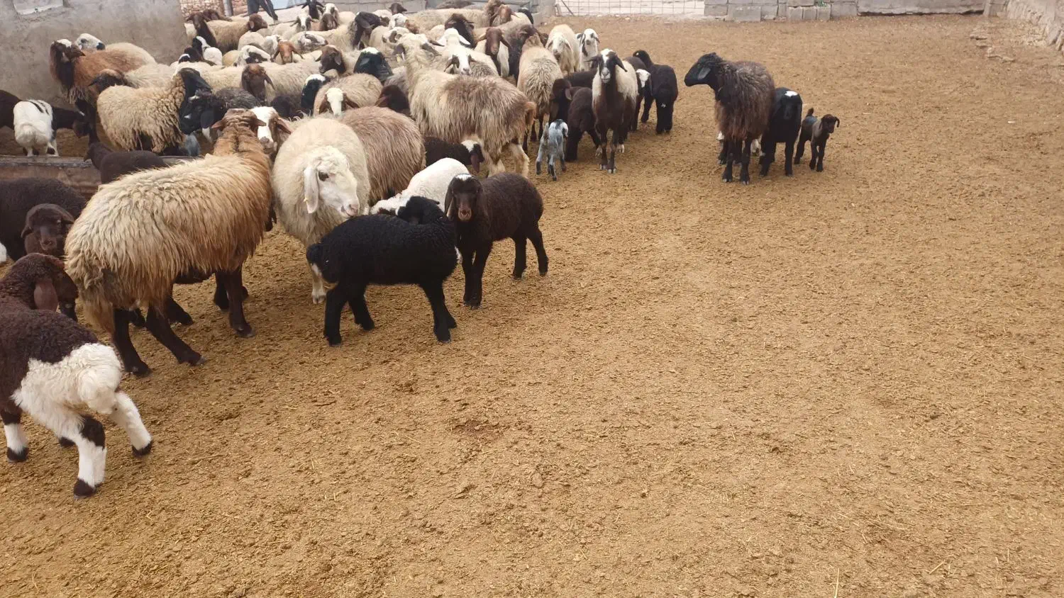 میش وبره|حیوانات مزرعه|اندیمشک, |دیوار