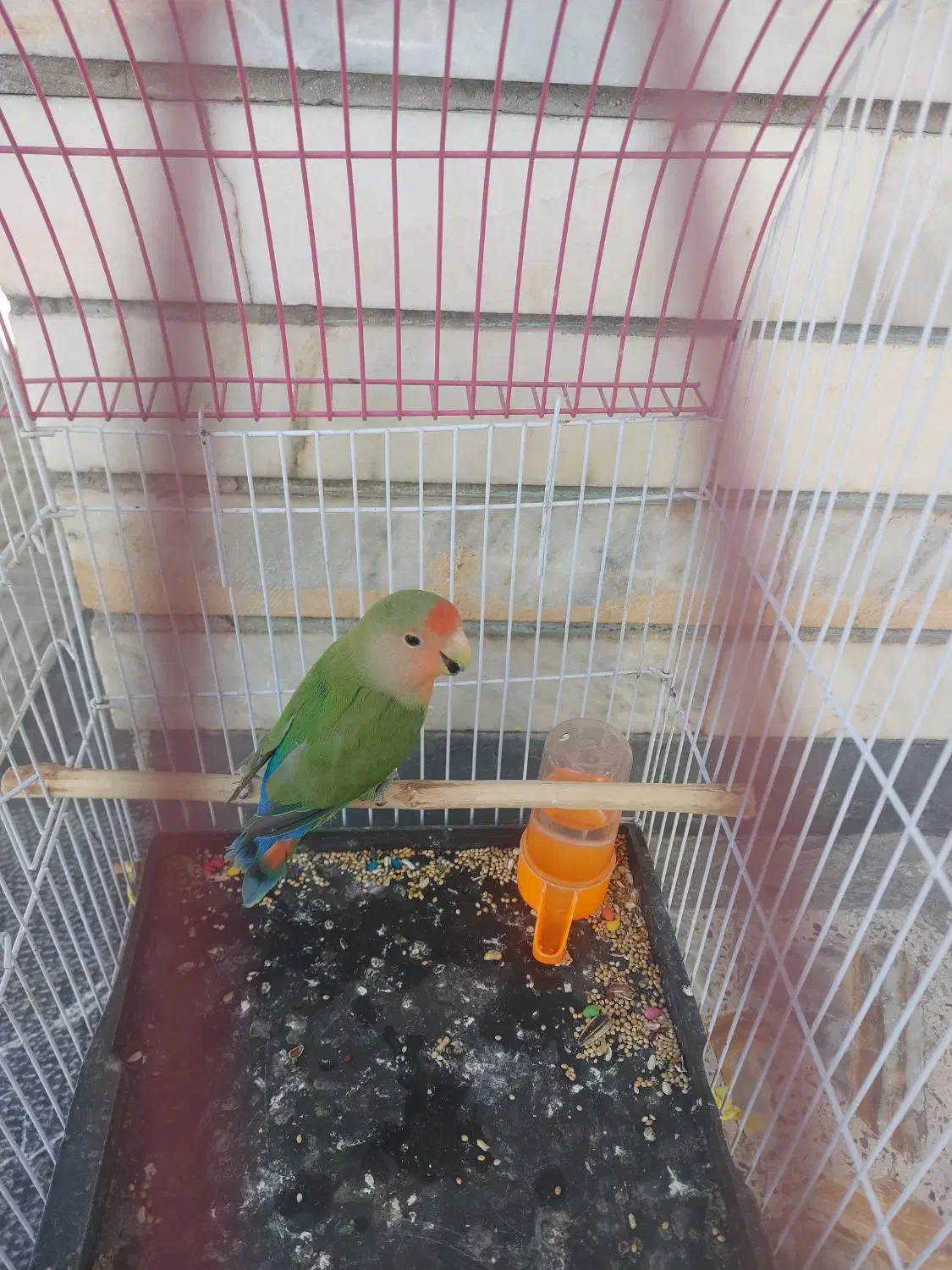 یک عددطوطی برزیلی|پرنده|لردگان, |دیوار