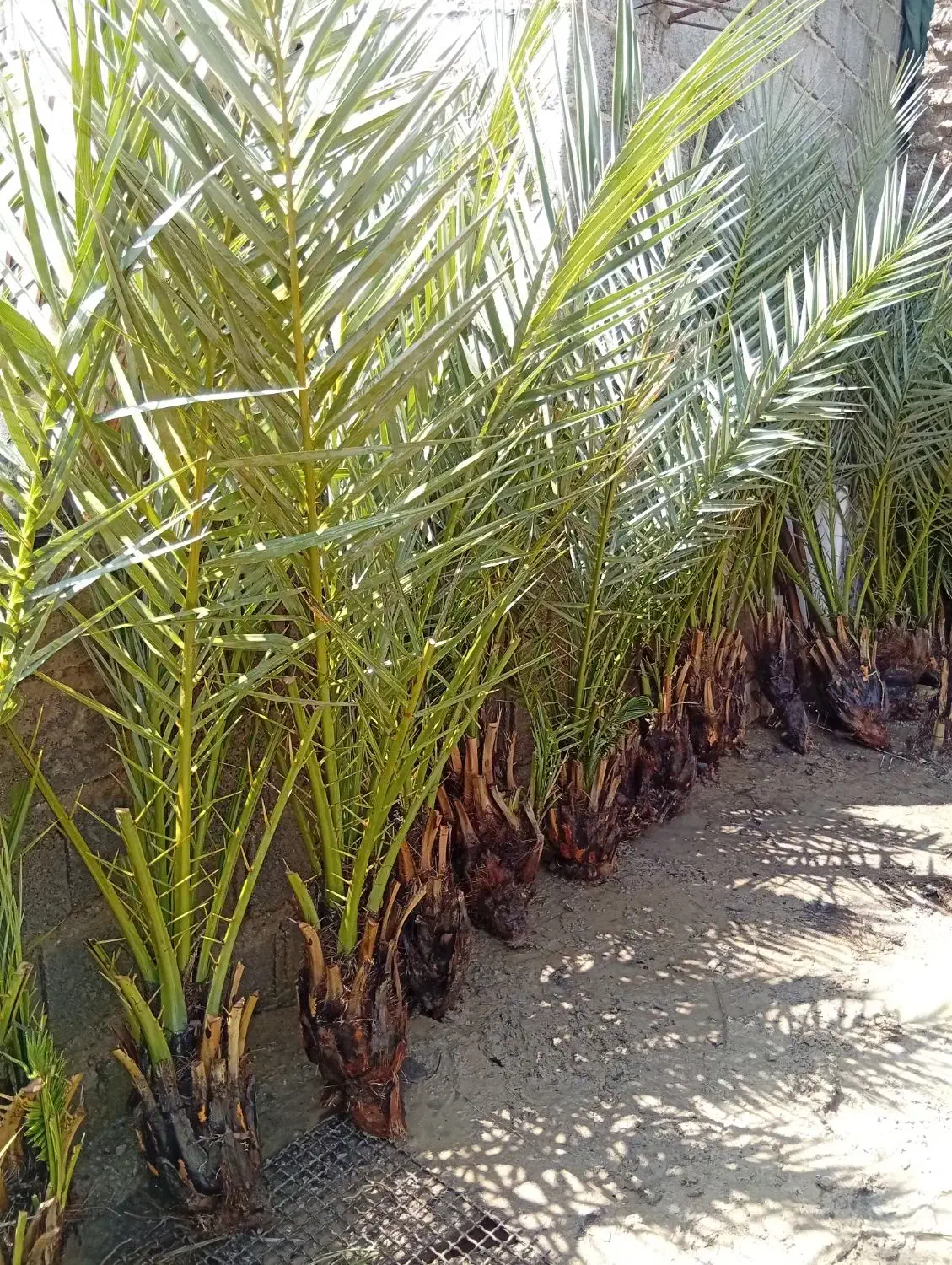 فروش انواع پاجوش|خدمات باغبانی و درختکاری|برازجان, |دیوار