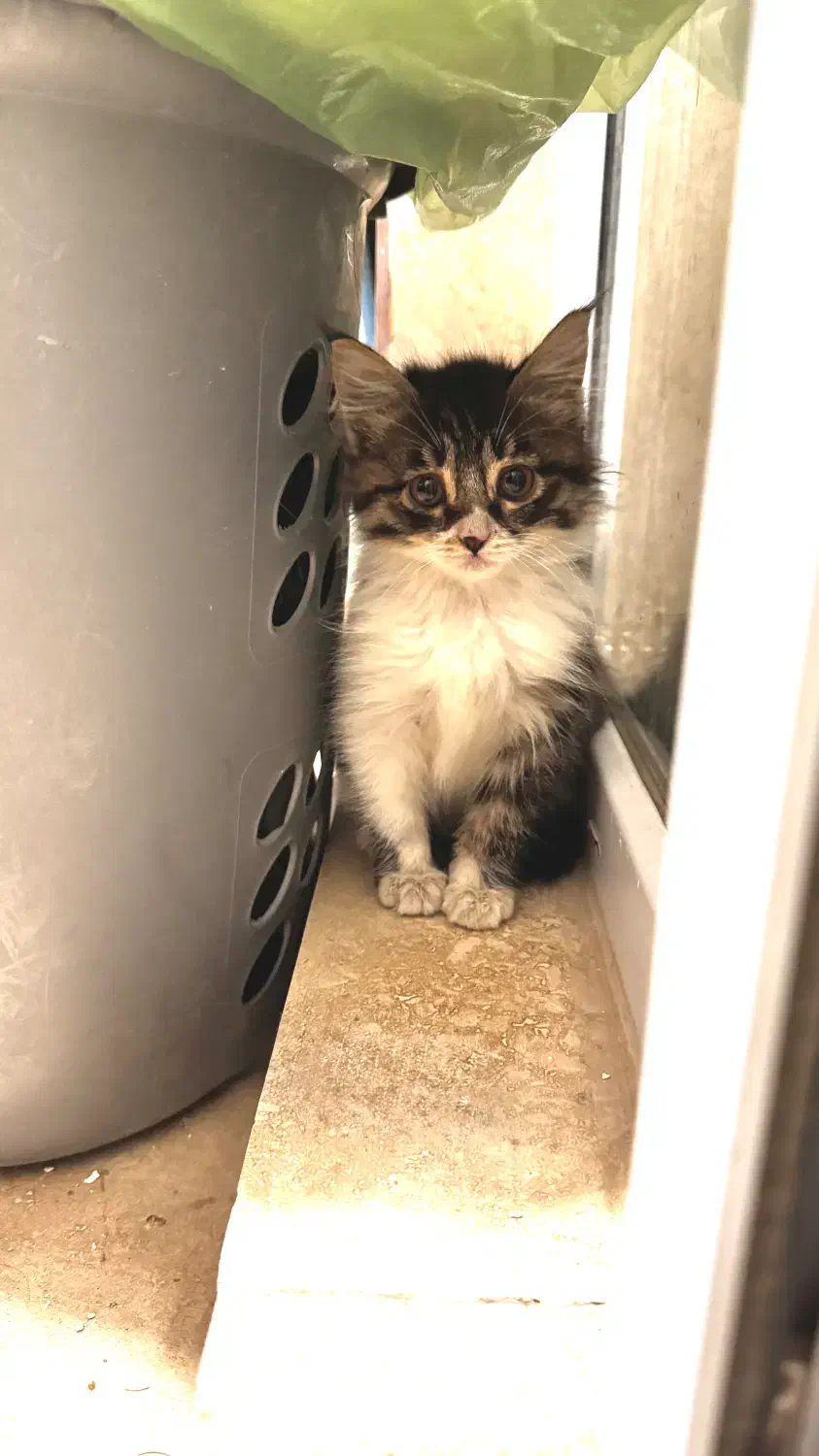 واگذاری بچه گربه|گربه|شیراز, زرهی|دیوار