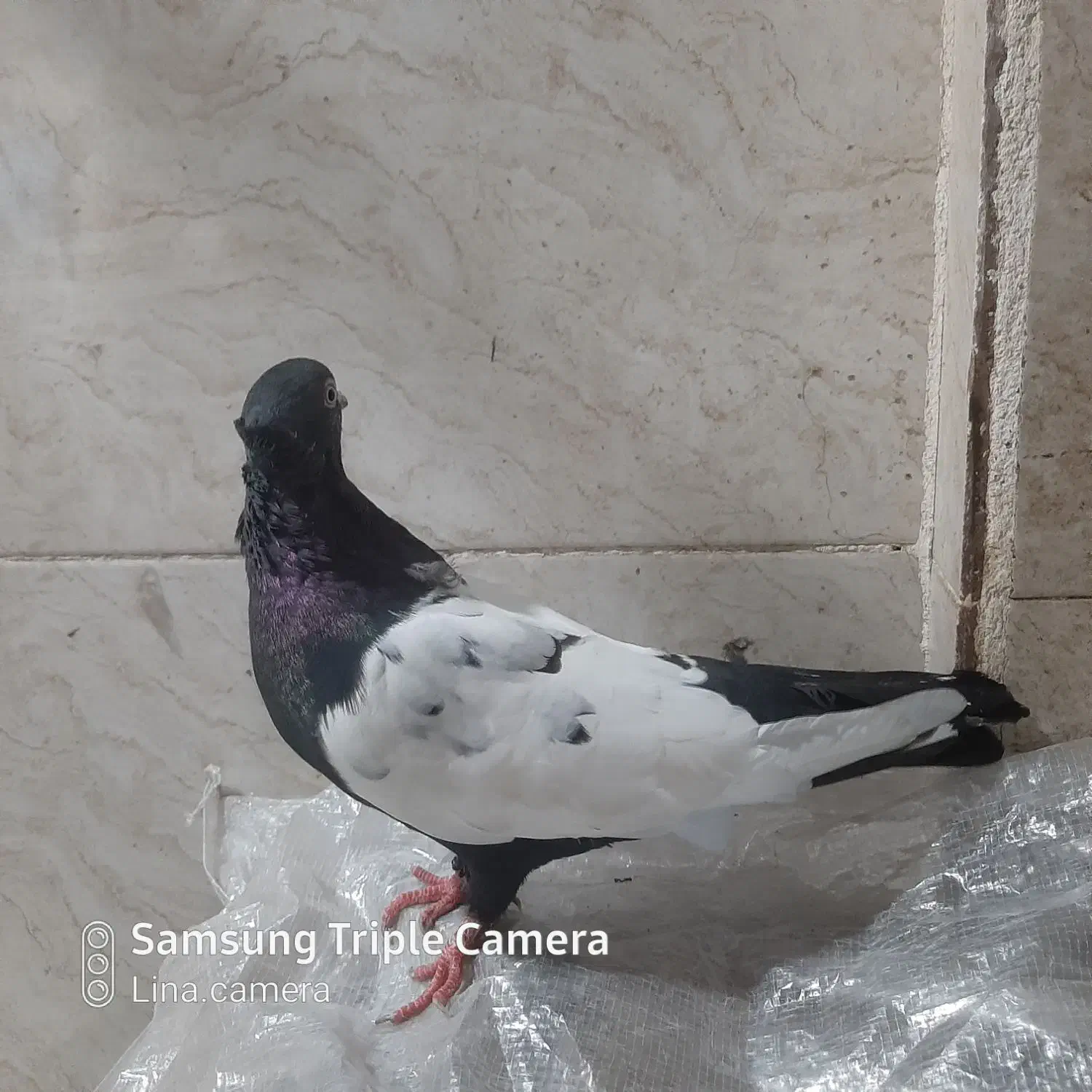 کبوتر|حیوانات|اهواز, کارون|دیوار