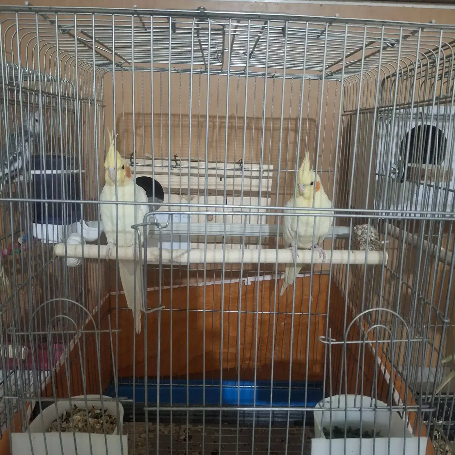 پرنده|پرنده|همدان, |دیوار