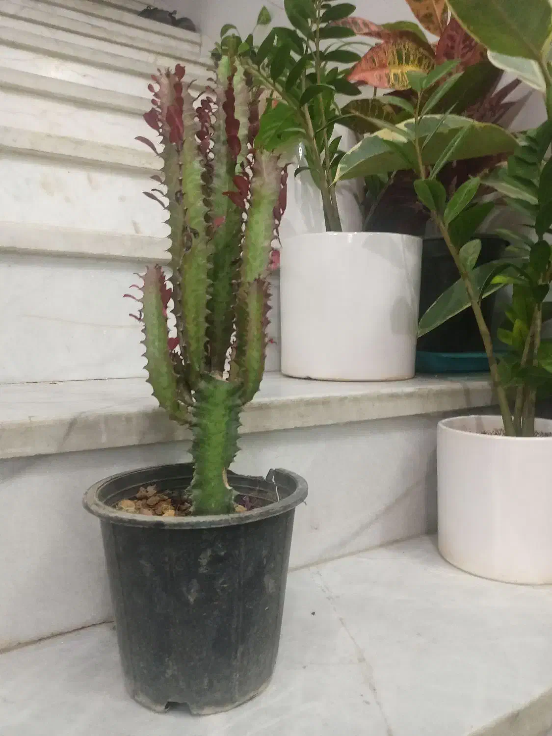 گل اپارتمانی برکه|گل و گیاه طبیعی|یزد, |دیوار