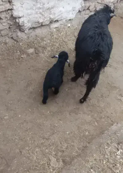 کهره بره|حیوانات مزرعه|مرودشت, علی‌آباد‎|دیوار