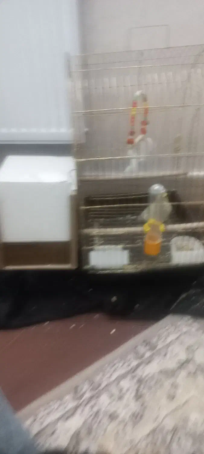 پرنده فروشی|پرنده|کاشان, سیفی آباد|دیوار