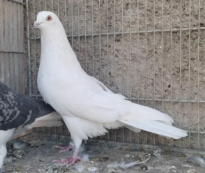 کفتر خارجی|پرنده|محمدشهر, جعفرآباد|دیوار