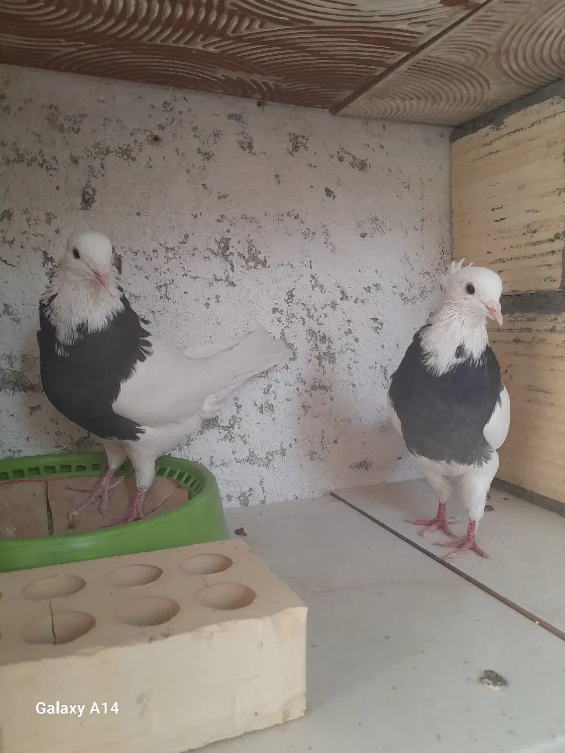 طوقی سیاه|پرنده|قشم, |دیوار