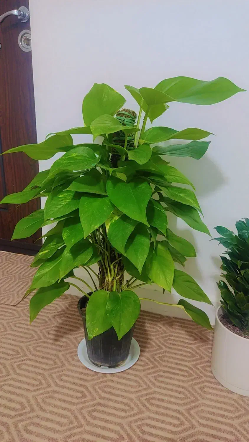 گیاه|گل و گیاه طبیعی|اهواز, لشکرآباد|دیوار