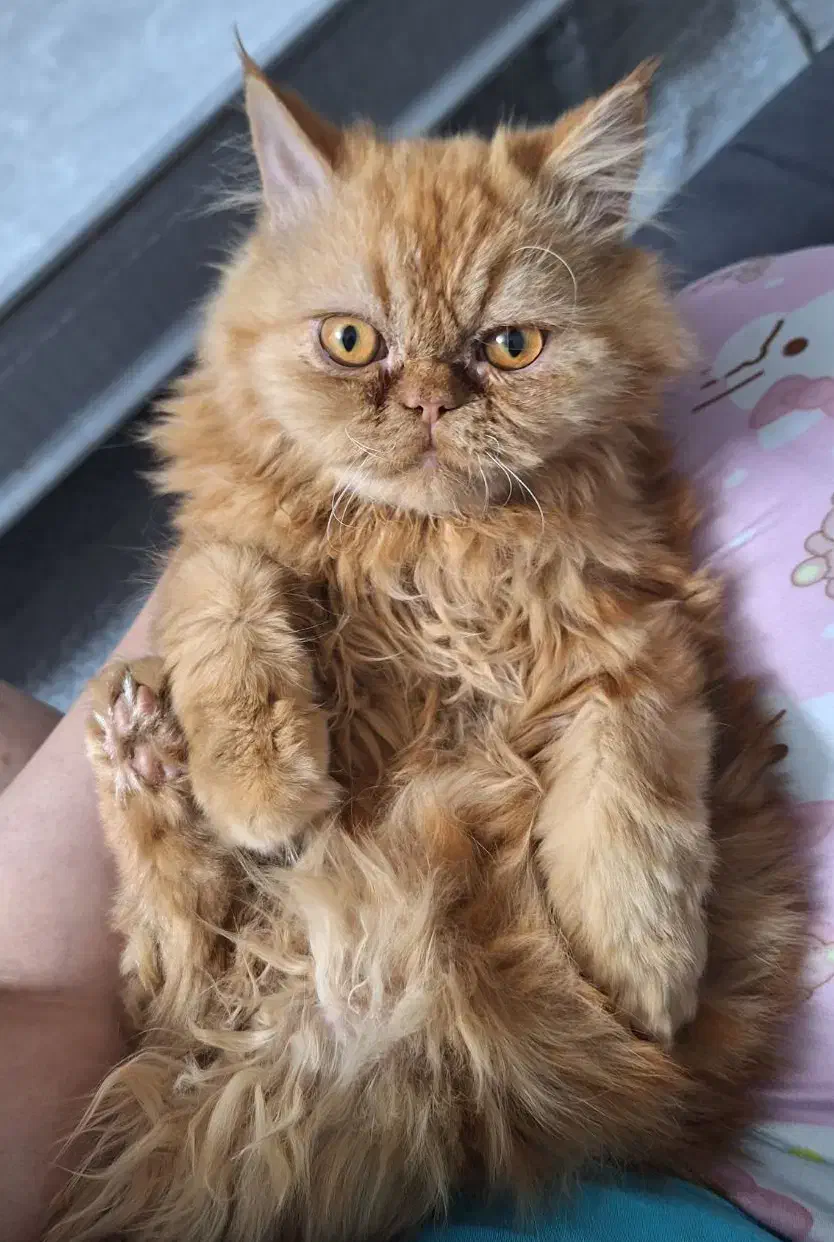 گربه پرشین|گربه|اسلامشهر, شهرک واوان|دیوار