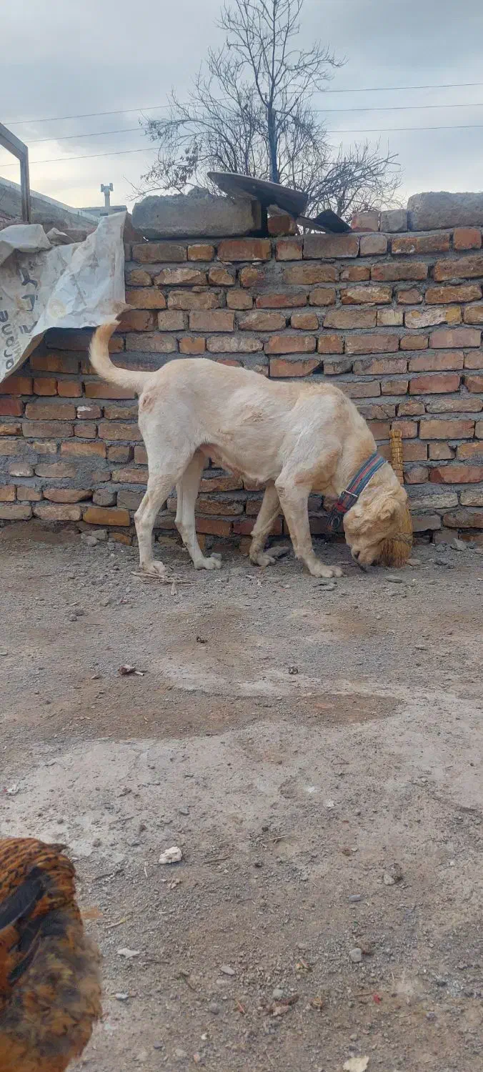 سگ ماده|سگ|نیشابور, ده حلاج|دیوار