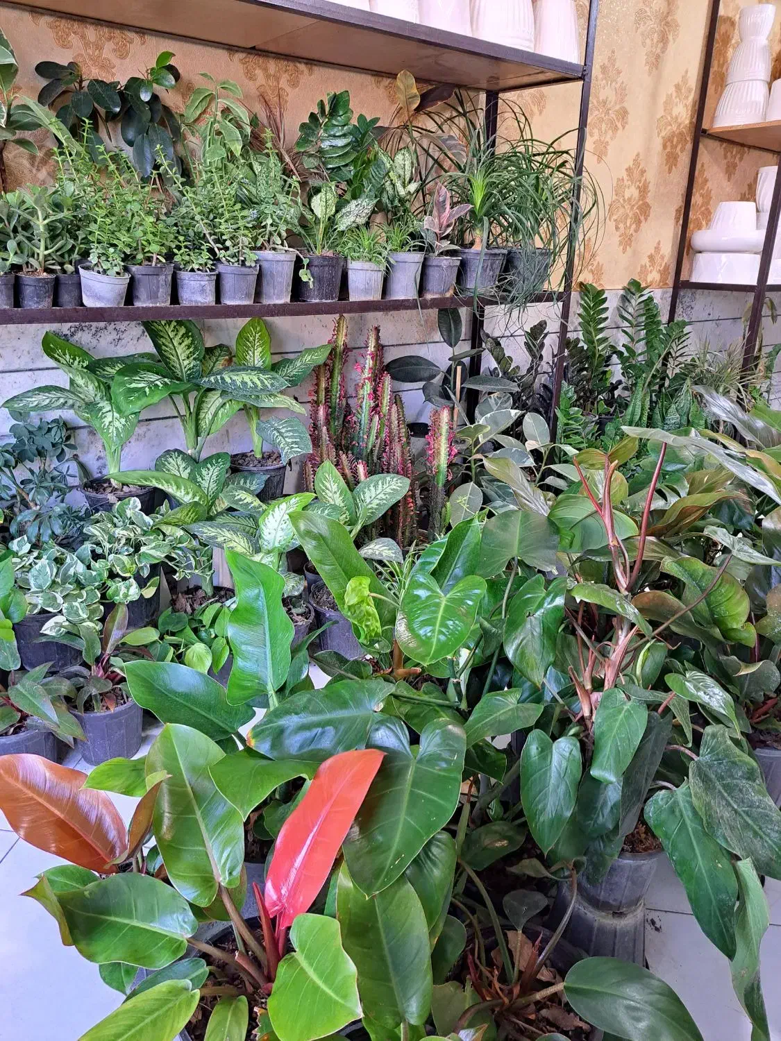 انواع گل و گیاه با تخفیف ویژه|گل و گیاه طبیعی|بیرجند, |دیوار