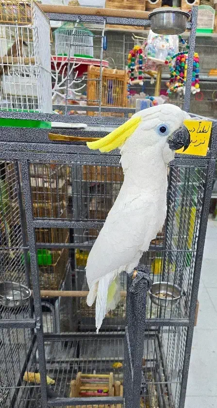 طوطی کاکادو|پرنده|اهواز, کوی جانبازان(دانش)|دیوار