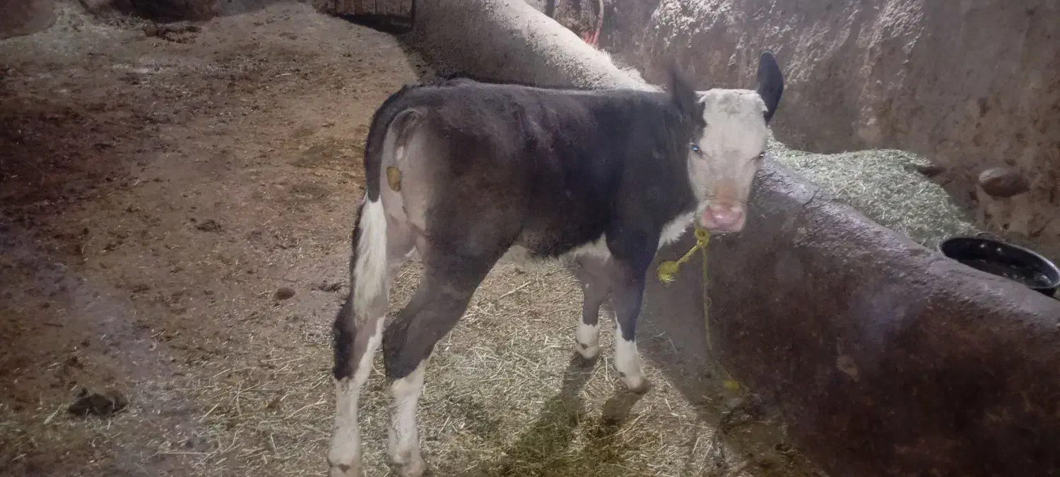 گاوشیری باگوساله دوماهه|حیوانات مزرعه|دیواندره, |دیوار