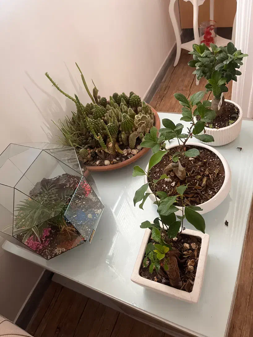 همخونه خانوم|اجارهٔ آپارتمان|رشت, پارک شهر|دیوار