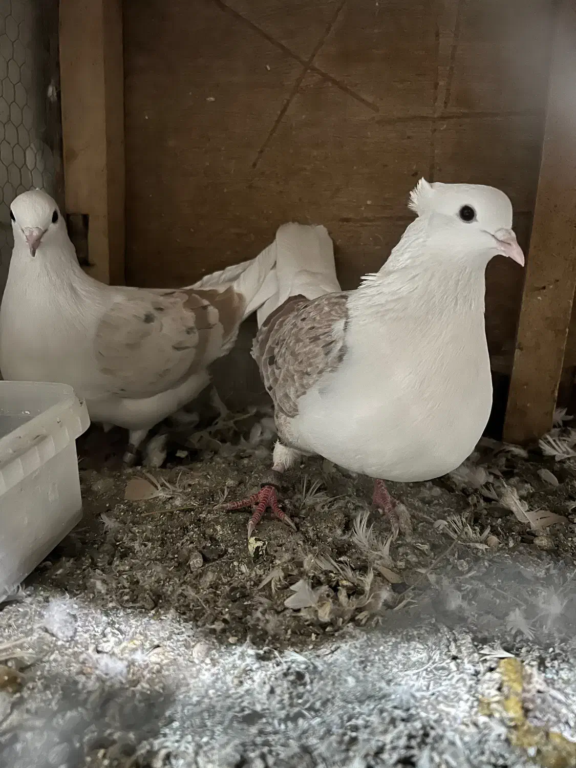 دو کت|پرنده|قم, نیروگاه|دیوار