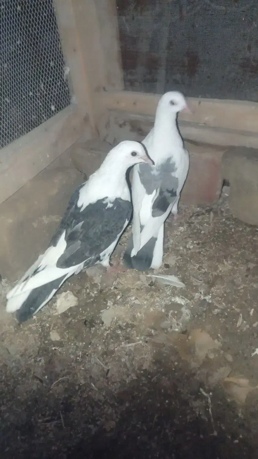 کبوتر دوکت|پرنده|سراوان, |دیوار