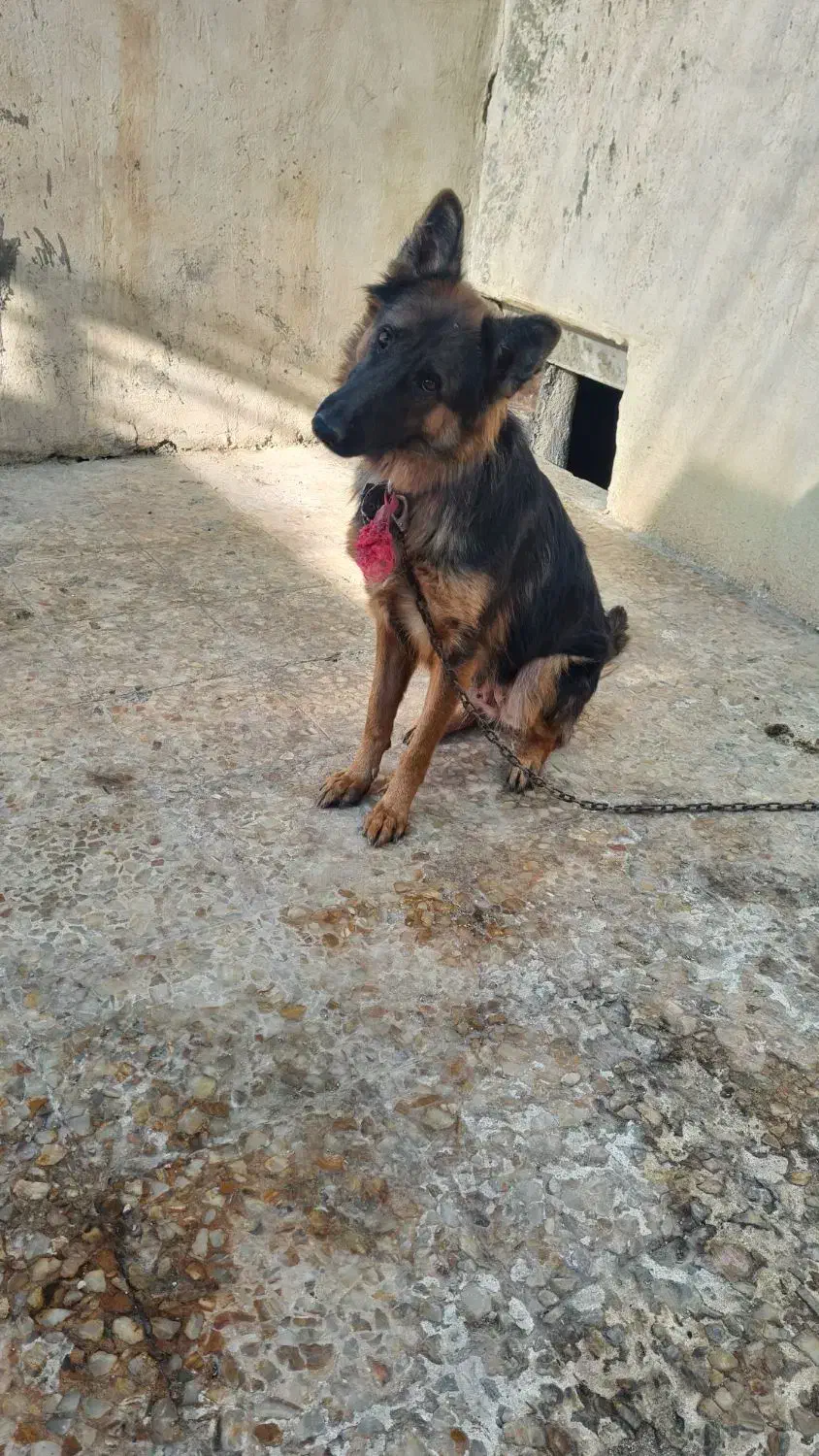 ژرمن شپرت بلک قهوی ماده 6م اصیل9ماه|سگ|اندیمشک, |دیوار