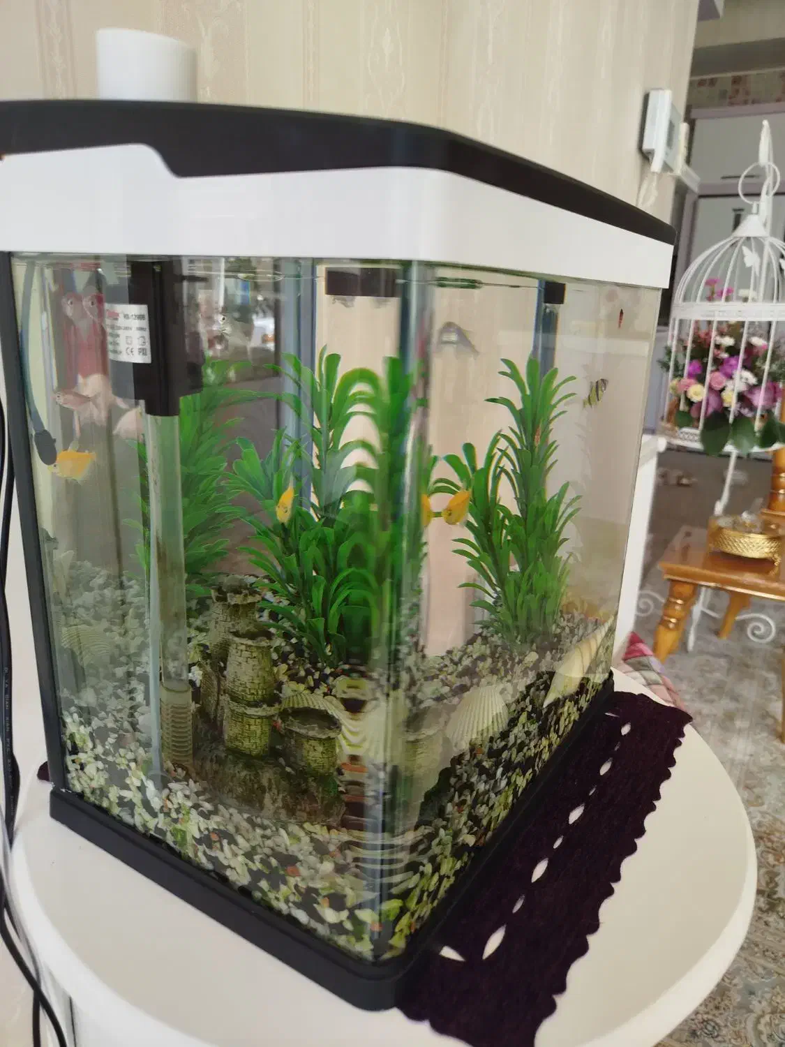 آکواریوم شرکتی|ماهی|کویرات, |دیوار