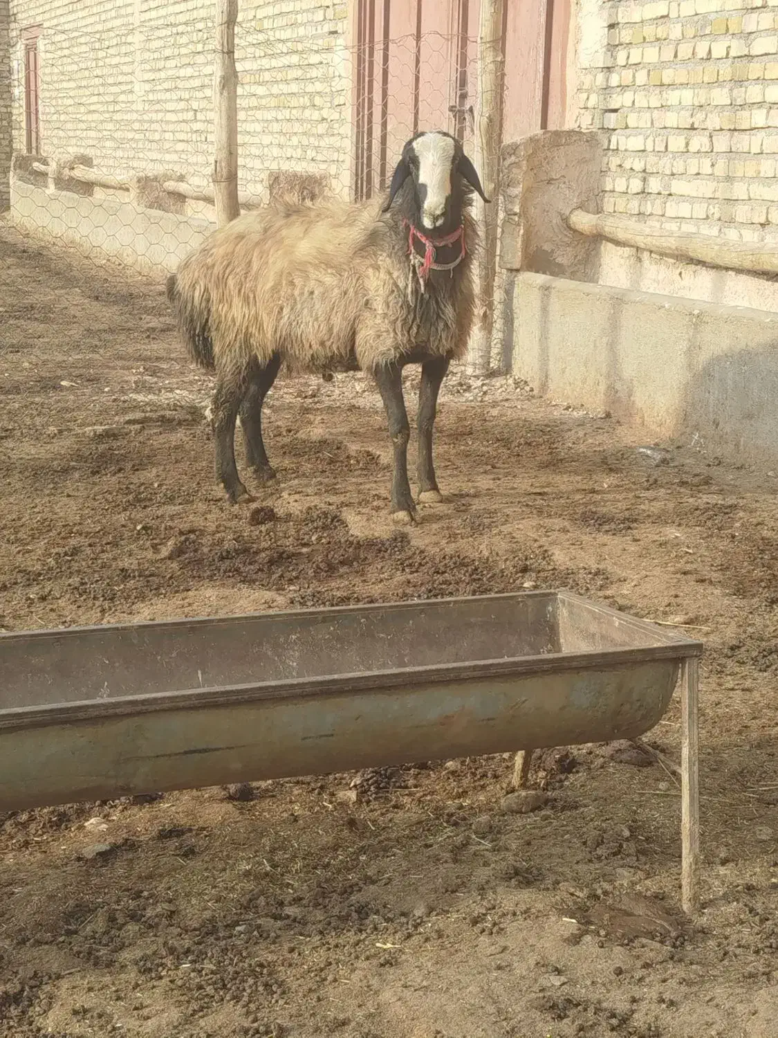 یک راس قوچ شال دوساله|حیوانات مزرعه|خرمدشت, |دیوار