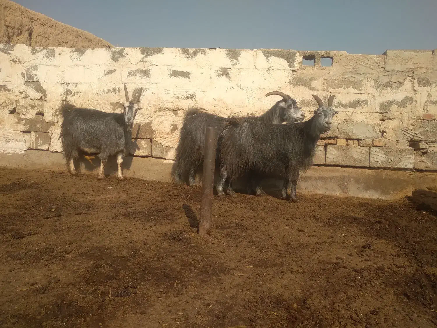 ۳ راس بز آبستن سنگین کبود|حیوانات مزرعه|پیشوا, |دیوار