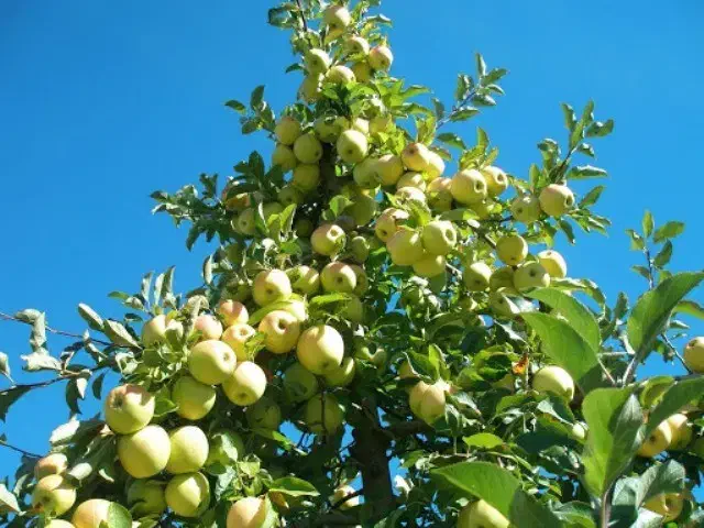 هرس درختان|خدمات باغبانی و درختکاری|اهر, |دیوار