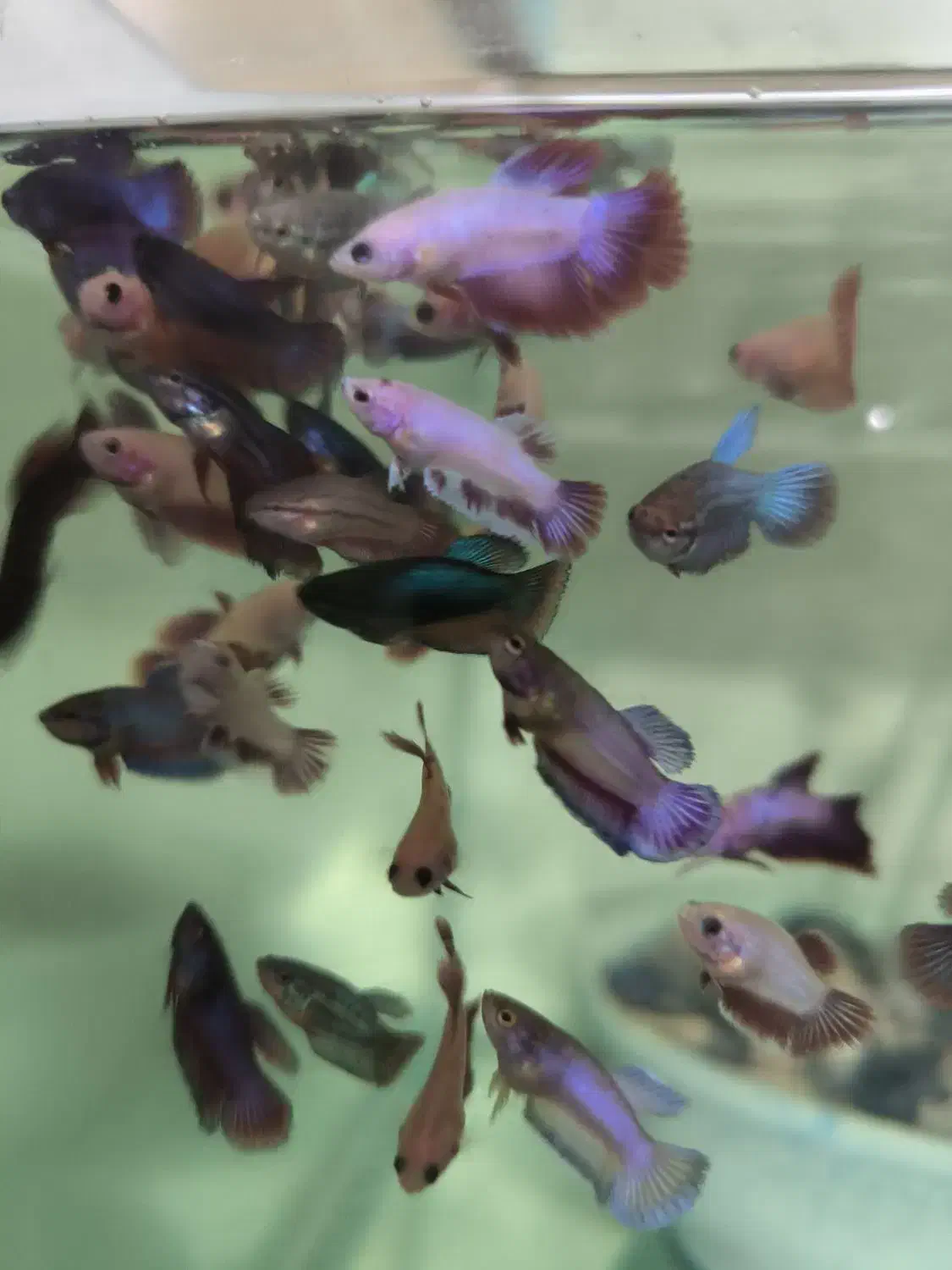 ماهی فایتر|ماهی|قزوین, |دیوار