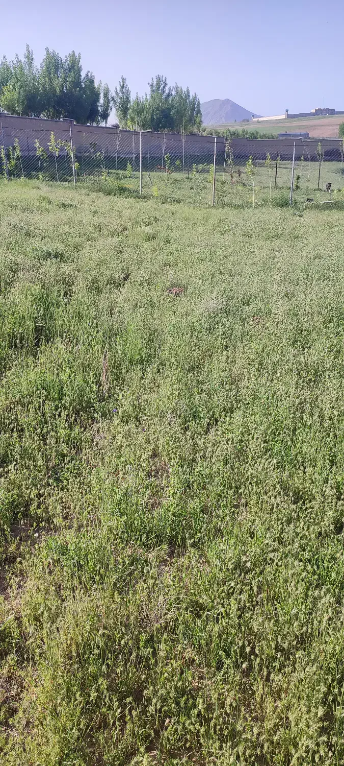 200 متر زمین|فروش زمین و ملک کلنگی|خلخال, |دیوار