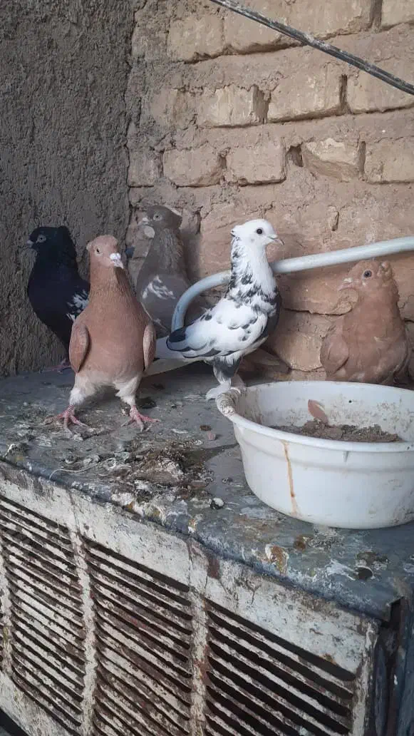 ۵ تا کفتر بهبهانی نر هوایی باهم ۵۰۰|پرنده|شیراز, شهرک زینبیه|دیوار