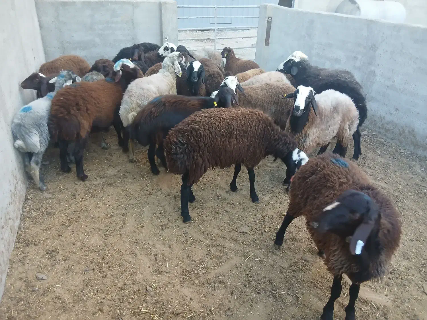 گوسفند زنده باقصاب درمحل|حیوانات مزرعه|نسیمشهر, |دیوار