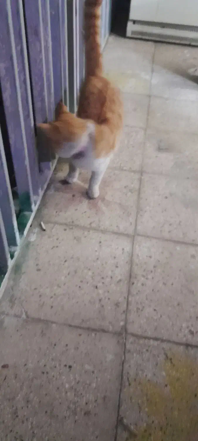 پیداشده|حیوانات|تبریز, |دیوار