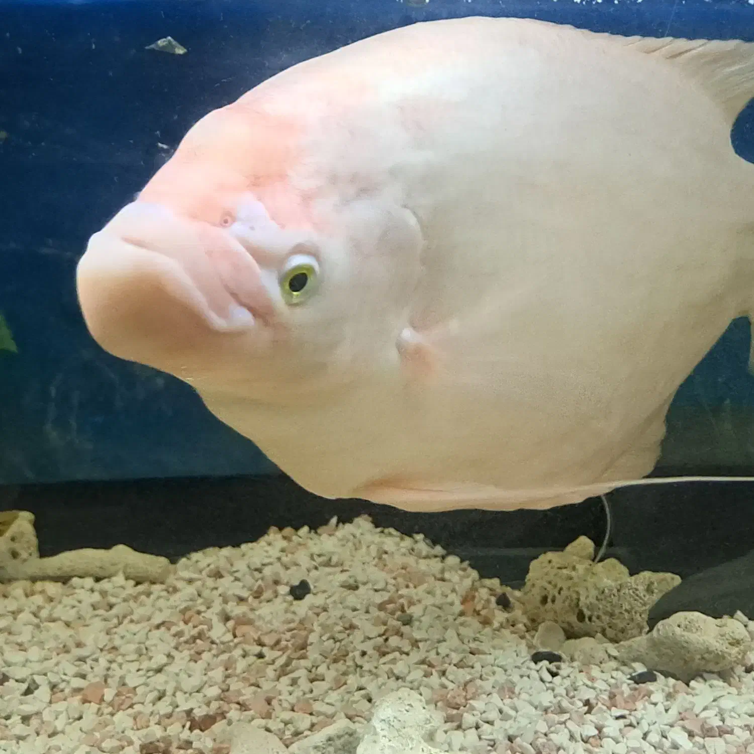 گورامی غول پیکر اسفرلنوس گوارامی پنکوسی کت|ماهی|کاشمر, |دیوار