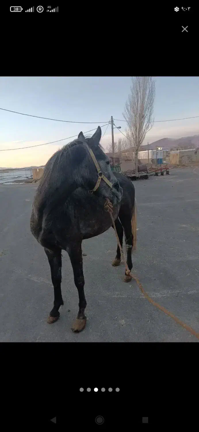 اسب|اسب و تجهیزات اسب‌سواری|دهگلان, |دیوار