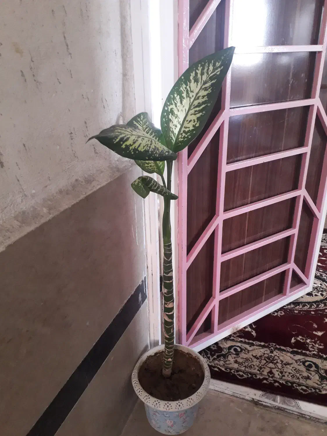 گل طبیعی|گل و گیاه طبیعی|یاسوج, |دیوار