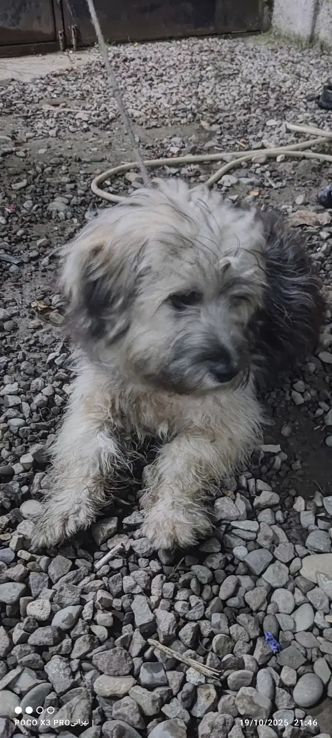 توله سگ شینزو|سگ|صومعه‌سرا, |دیوار