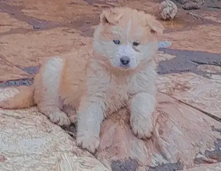 هاسکی|سگ|رشت, حومه رشت|دیوار