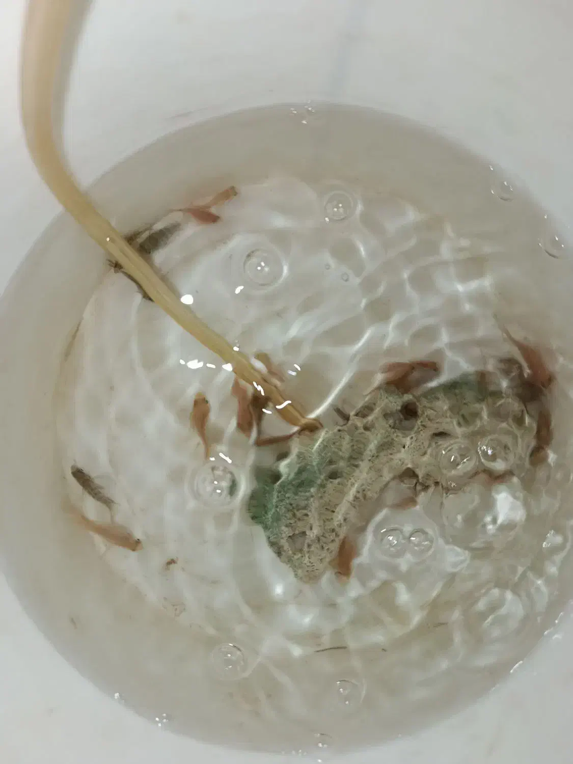 ماهی آکواریوم|ماهی|تربتحیدریه, میدان مرکزی|دیوار